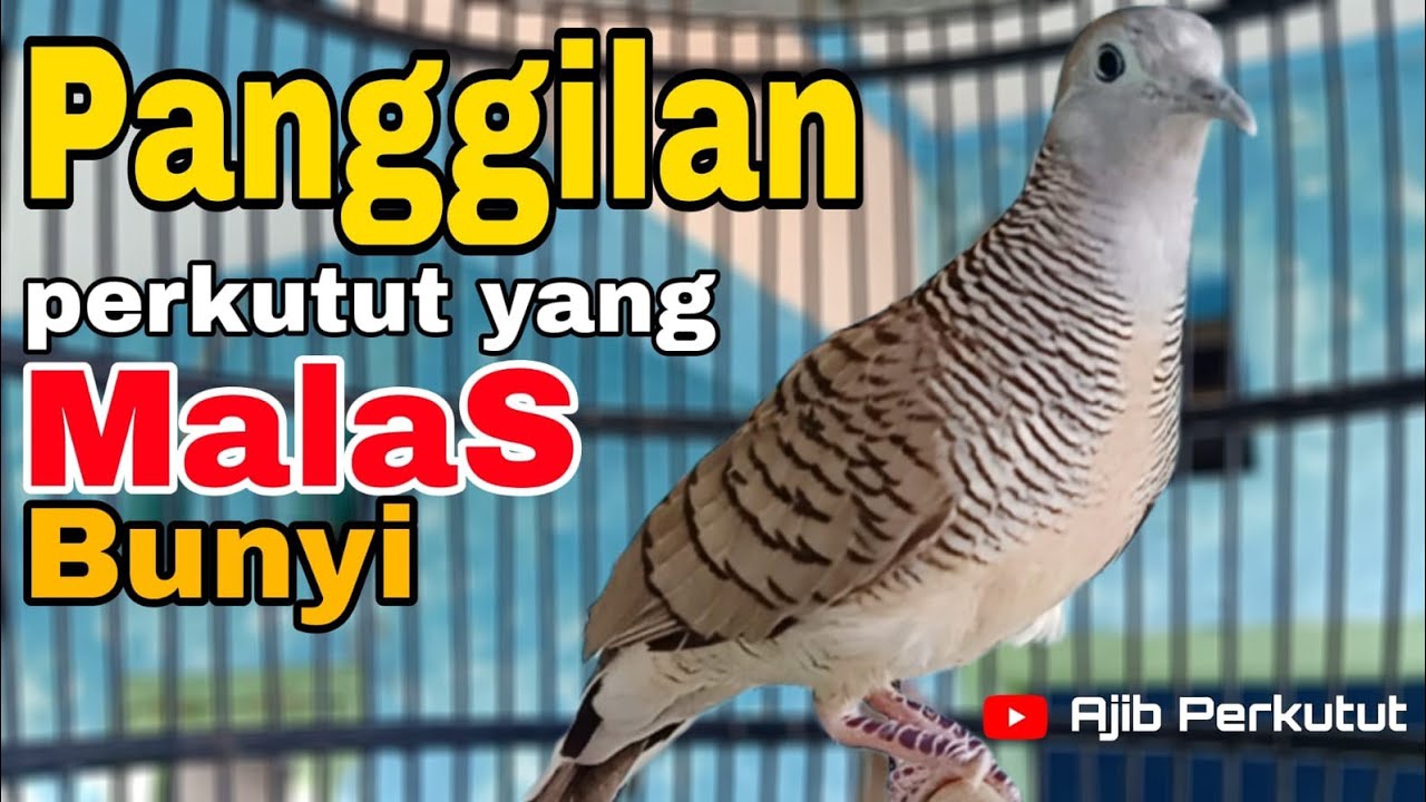 Perkutut Lokal Gacor (Panggilan Perkutut Yang Malas Bunyi) Bikin 💯 Nyaut Memanggung