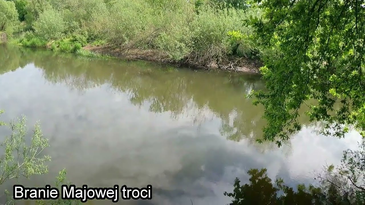 Branie Majowej troci
