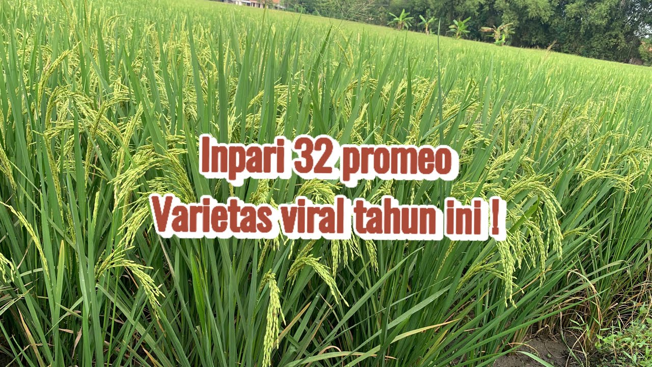 Varietas inpari 32 promeo dengan nutrisi AQ GREEN.
