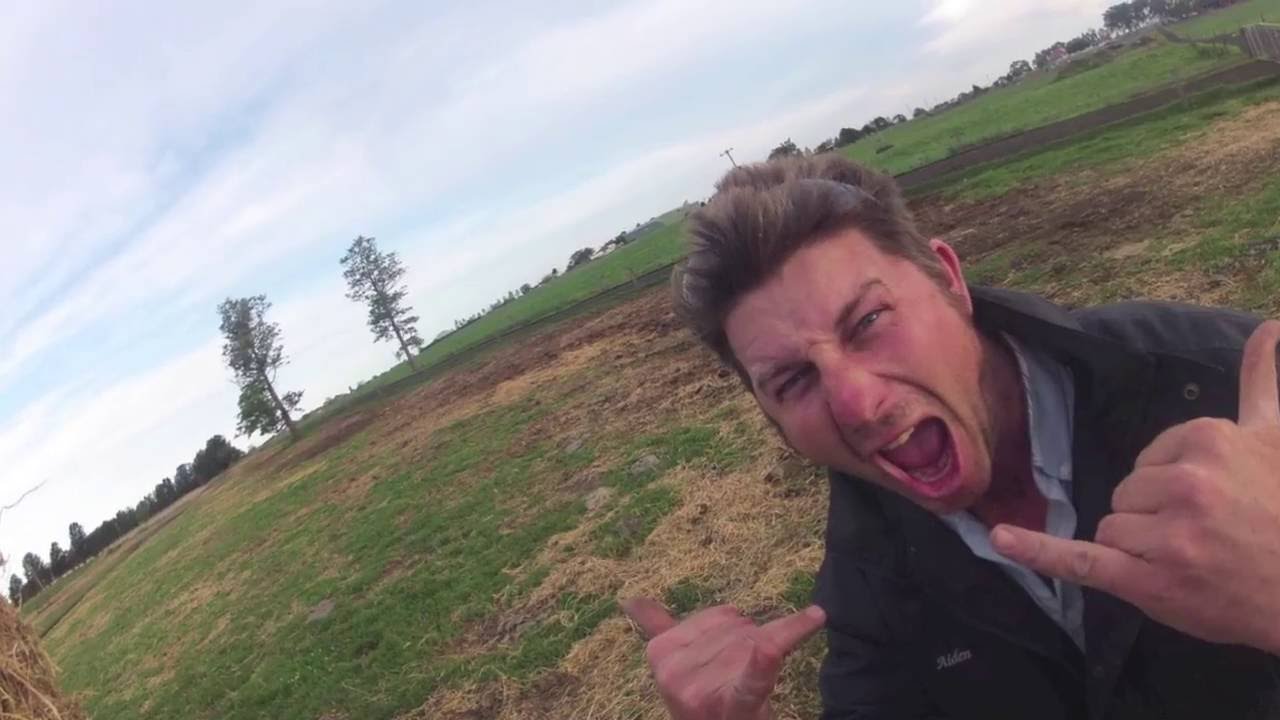 Feeding out Lucerne Hay at R H Boyd and Son