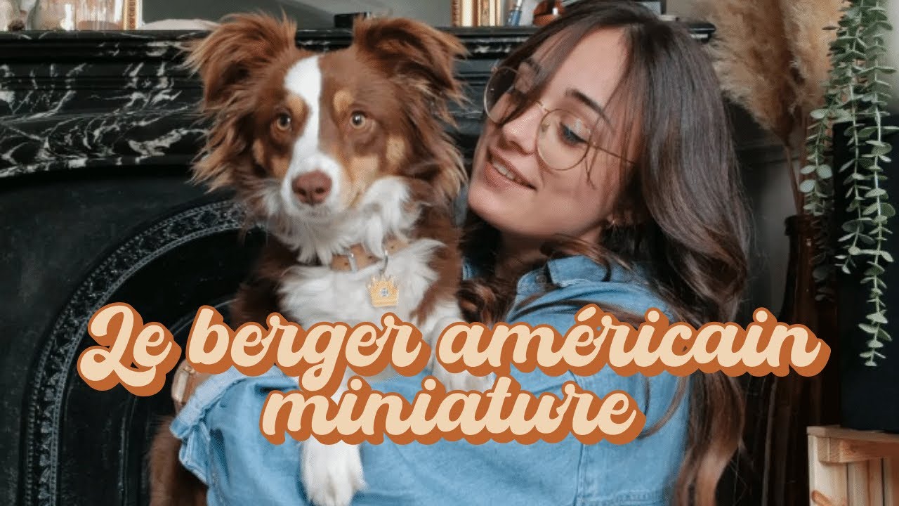 Tout ce qu'il faut savoir sur le Berger Américain Miniature (taille, poids, caractère, santé, etc.)