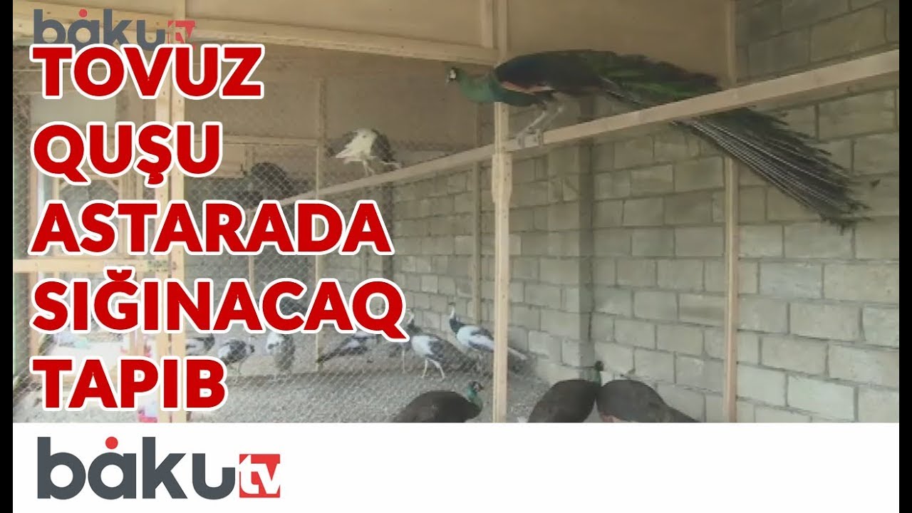 Cənnətdən qovulan tovuz quşu Astarada sığınacaq tapıb