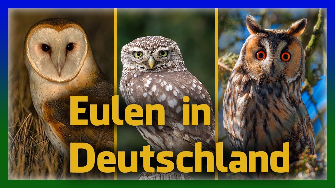 Eulen in Deutschland einfach erkennen | Rufe und Aussehen