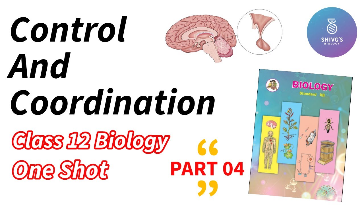 Control and Coordination - Part 04 | Class 12 Biology | Maharashtra State Board | HSC | NCERT