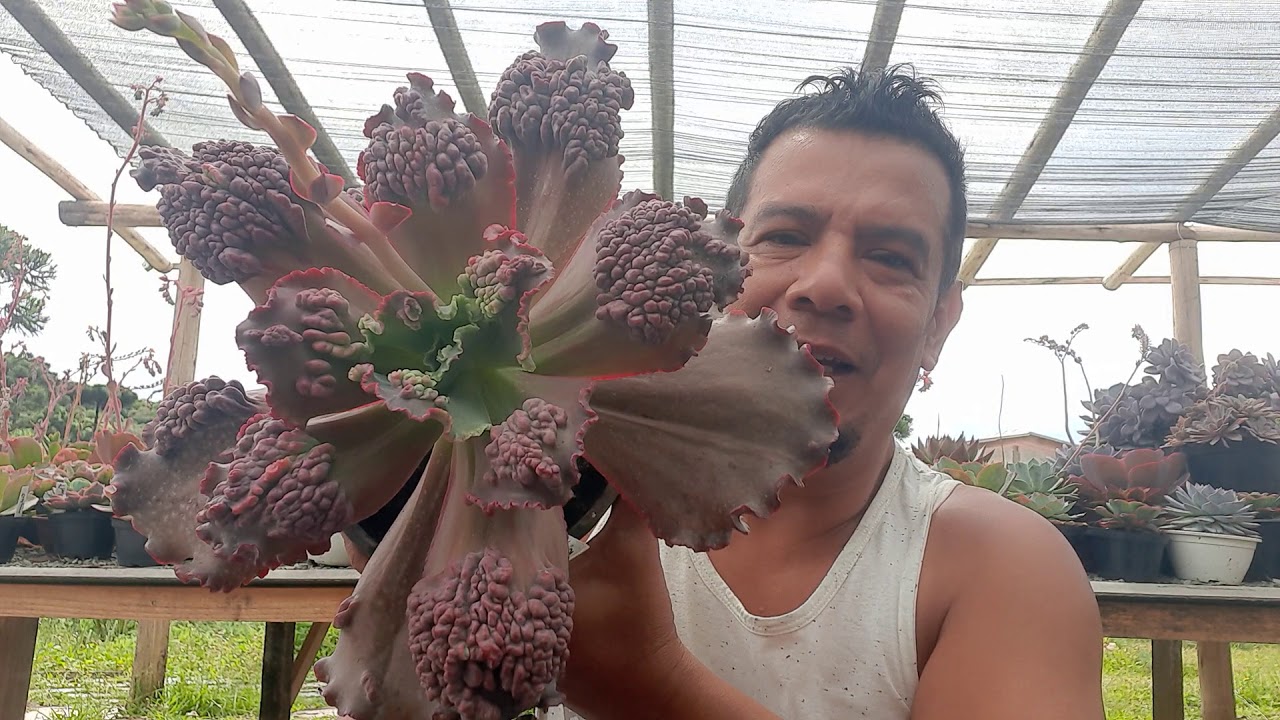 COLEÇAO ECHEVERIA CARÚNCULAS