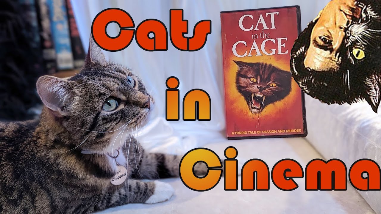 Soft Focus - Cat in the Cage - Cats in Cinema