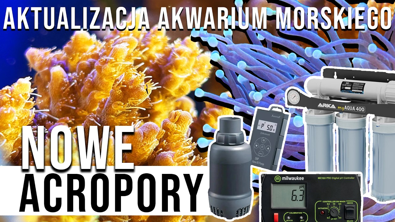 NOWE KORALOWCE (Acropory), pompa, miernik ph, filtr RODI - Akwarium Morskie V2 🪸