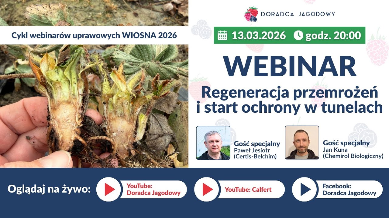 Regeneracja przemrożeń i start ochrony truskawki w tunelach. WEBINAR UPRAWOWY