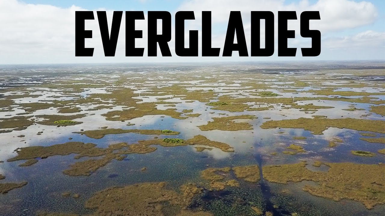 FLORIDA EVERGLADES AIRBOAT TOUR! - and other Outdoor Activities to do in Miami!