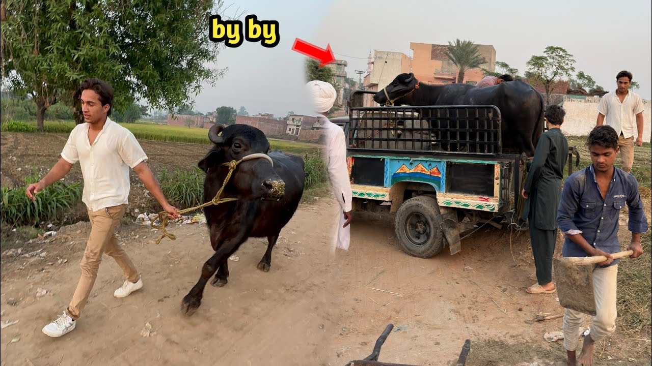 By By Cow sale Kar Di