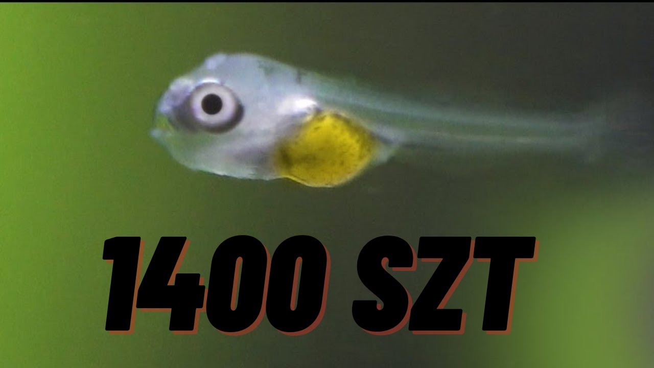 Narybek skalara ponad 1400 szt