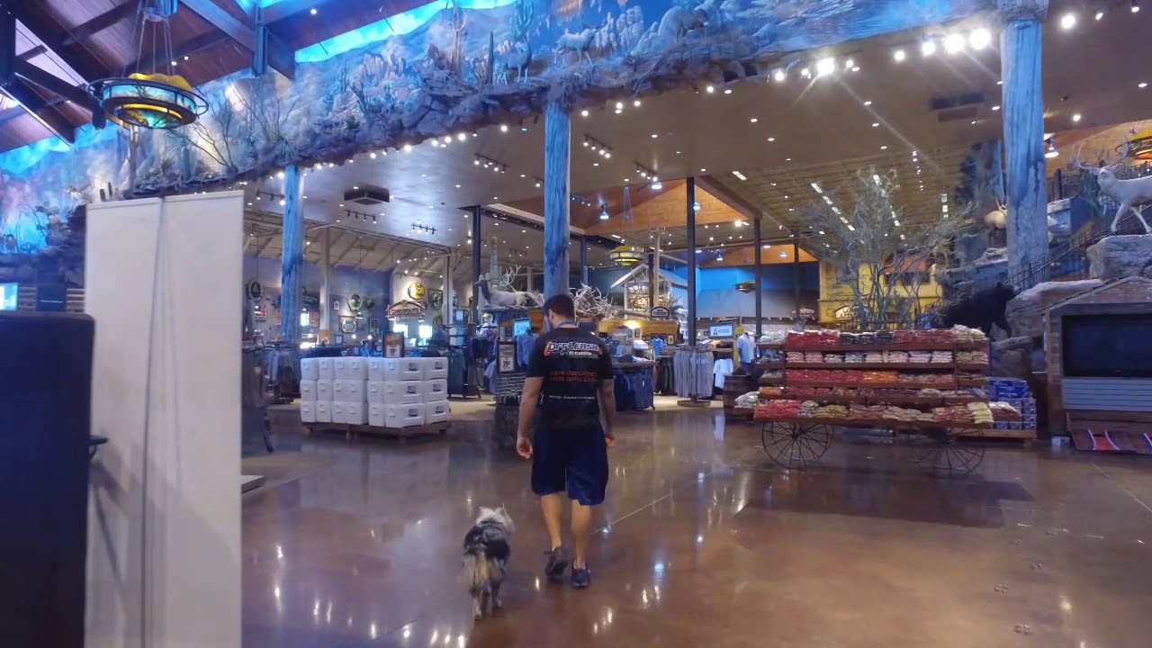 Brody 9 yo aggressive Australian Shepherd Best Arizona Dog Trainers