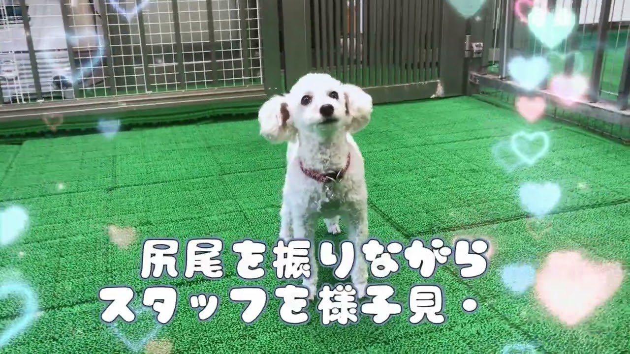 20260305　ダックペットサービス　朝のわんこ達