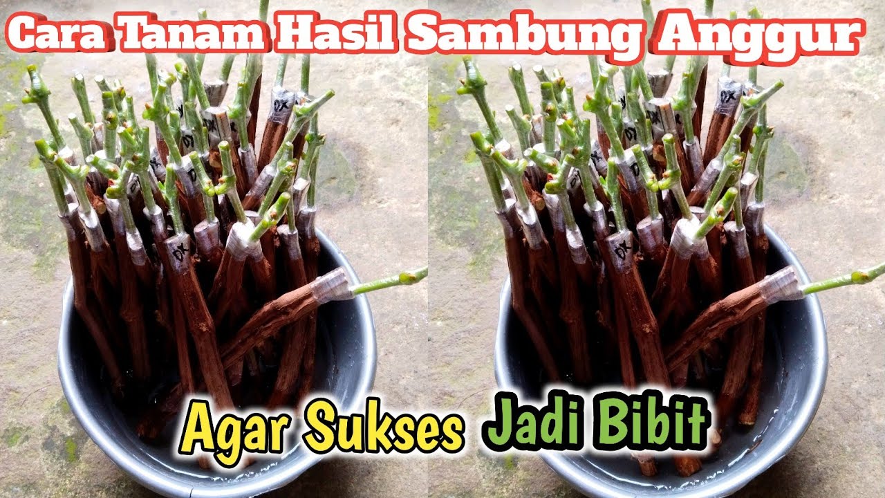 Cara Tanam Bibit Anggur Hasil Grafting‼️Agar 100% Sukses Jadi Bibit ✅