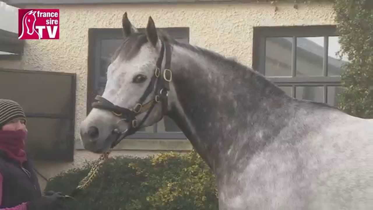 Zebedee, stallion standing at Tally-Ho Stud - Irish Stallion Trail 2015