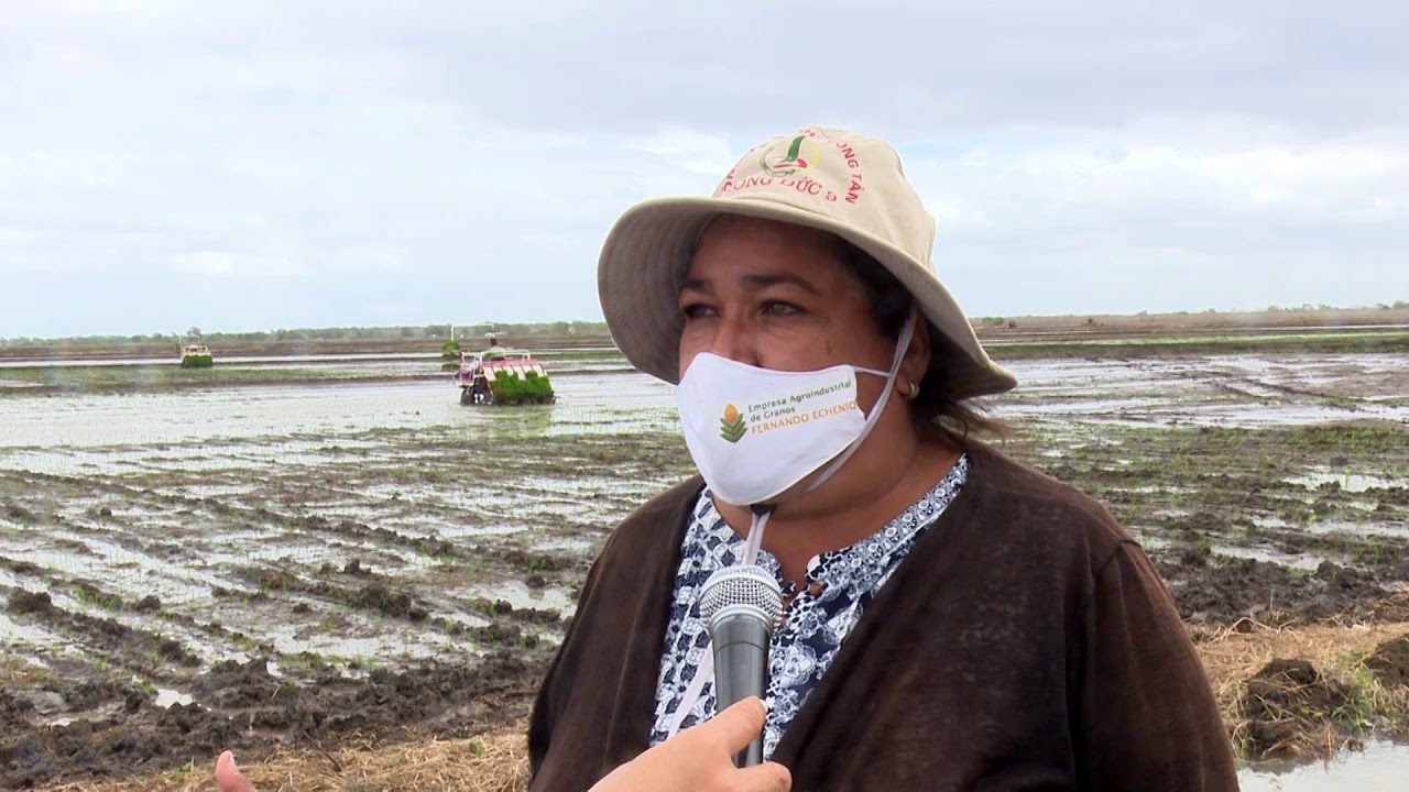 Nueva tecnología para la siembra y trasplante de arroz