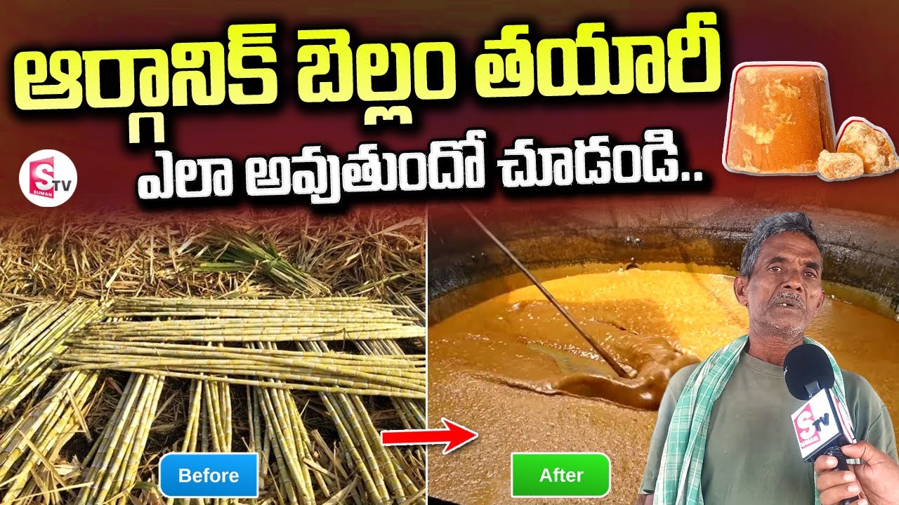 ఆర్గానిక్ బెల్లం తయారీ | Organic Jaggery Making Process in Telugu | SumanTV Vijayawada