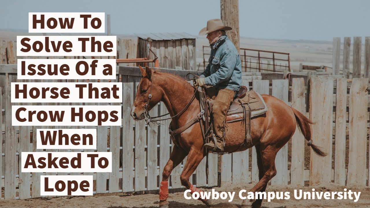 How To Solve The Issue Of a Horse That Crow Hops When Asked To Lope