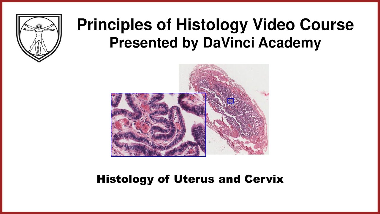 Histology of Uterus and Cervix [Female Reproductive Histology Part 2 of 2]