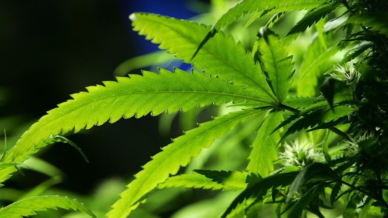 FDA plans to regulate CBD in food, drinks