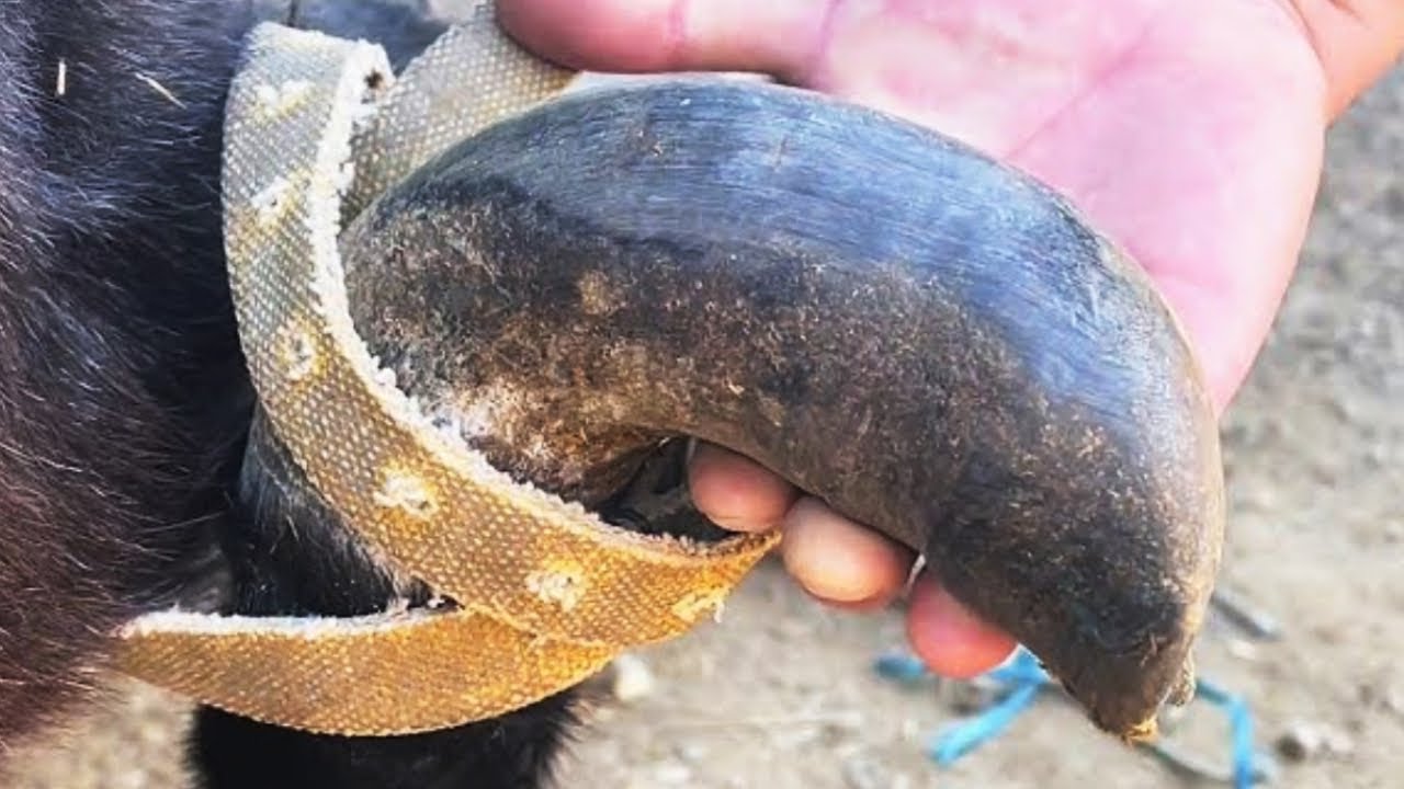 Master's Hoof Trimming Collection - Solving Donkey Hoof Problems【Asmr Hoof】