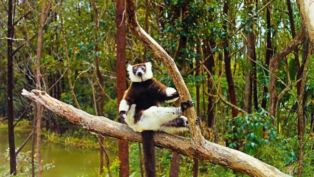 Island of Lemurs: Madagascar IMAX® Trailer