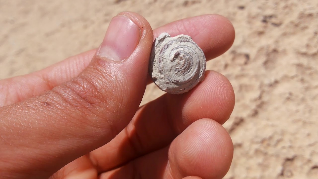 fossil hunting episode 14(fossil in marlstone)
