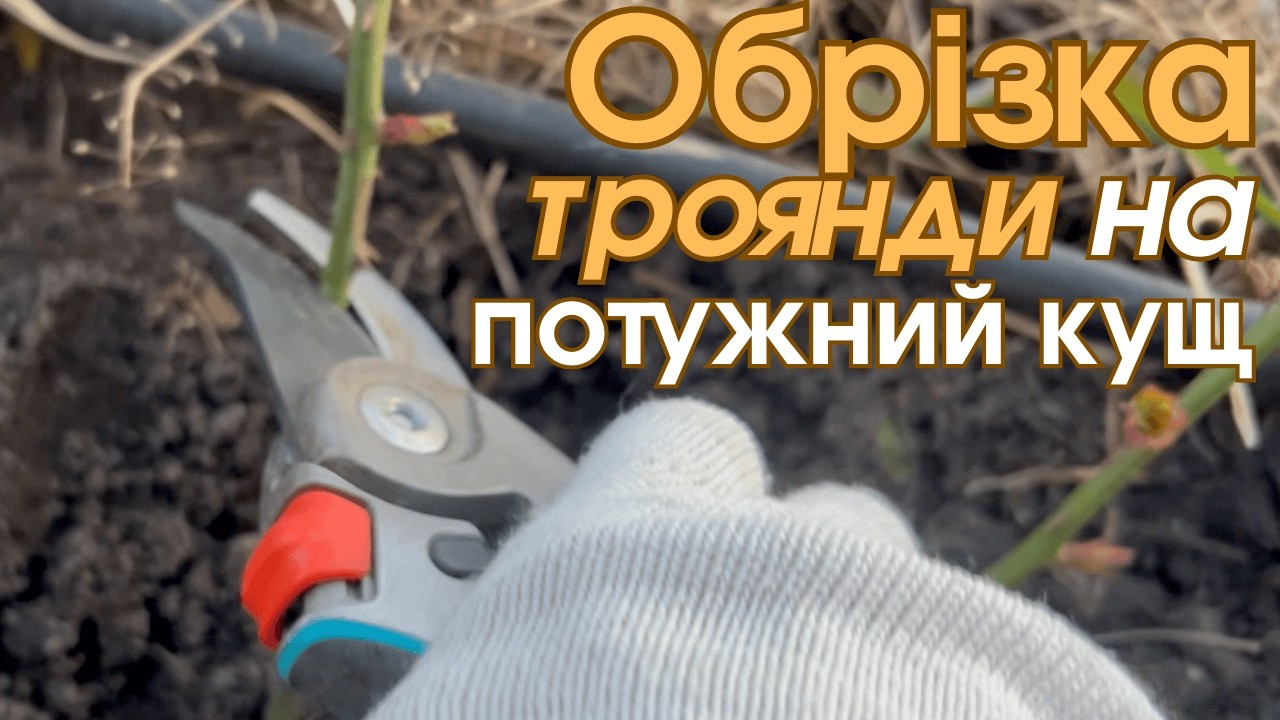 Обрізка троянд на потужний кущ 1,2-ий рік