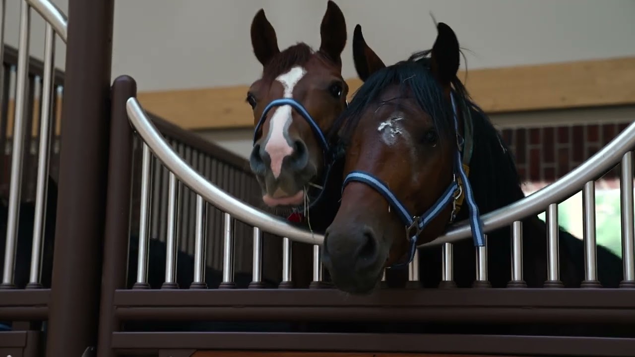 Royal Horse Resort Daugiau nei žirgynas