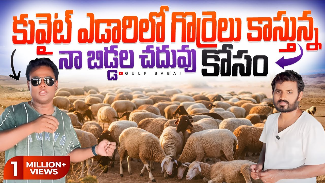 || goat life real story || నా బిడ్డల చదువు కోసం || కువైట్ ఎడారిలో పదేళ్లుగా గొర్రెలు కాస్తున్న