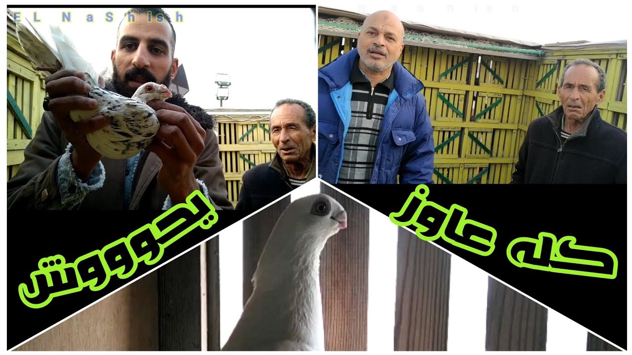مافو النشيش | شوف عم سُلُم عمل ايه عشان زهق من النش