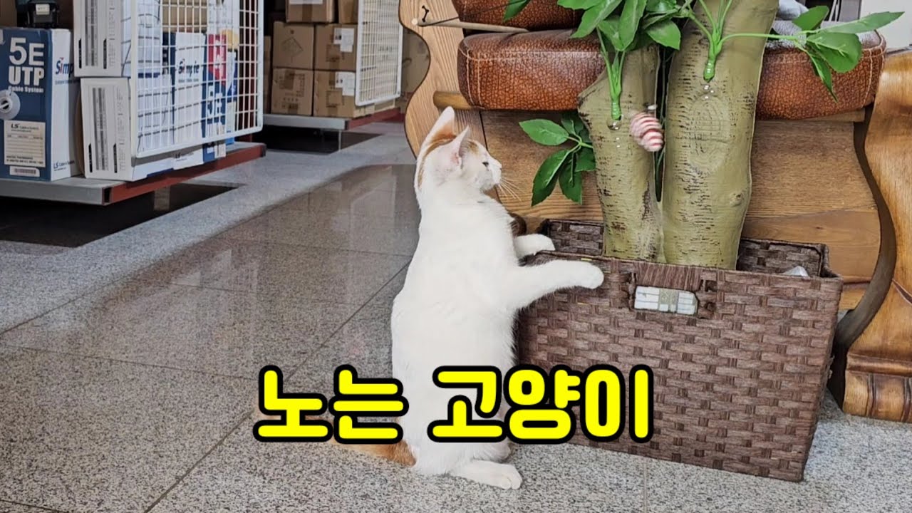 노는 고양이