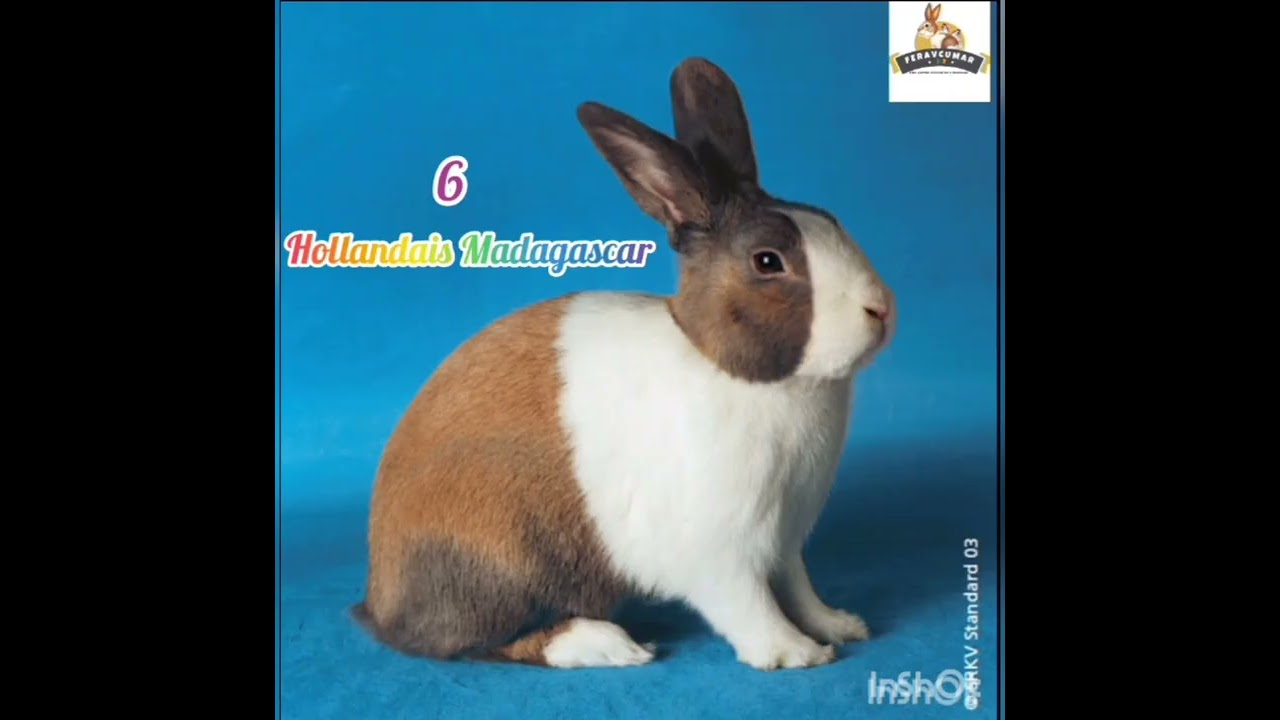 les 20 meilleures races de lapins dans le monde 🐇🐇✨ @lepetitelevagefk  @Chideranwaforfilms