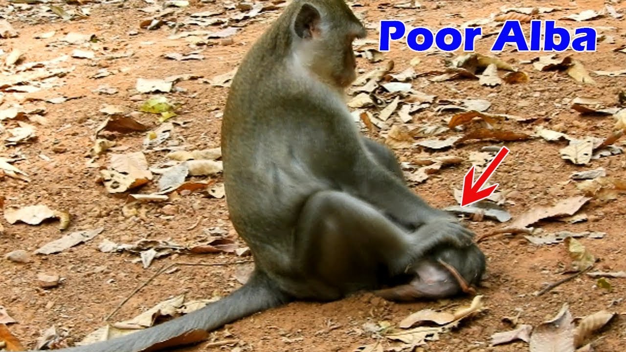 O..M..G ! Poorest Alba cry less sound cuz hungry milk, Mom black heart abuse poor baby Alba not pity