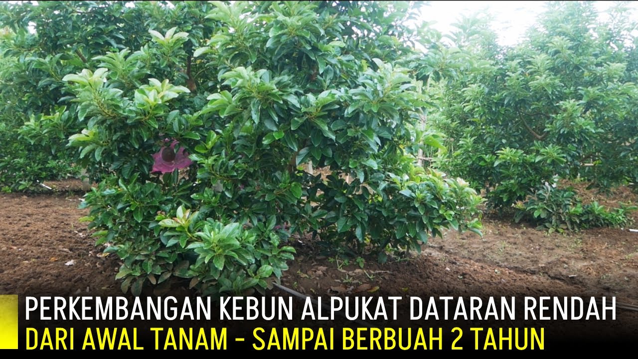 🥑Proses Berkebun Alpukat di Dataran Rendah Pak Yanuar (Video Kompilasi dari Sejak Awal Tanam)