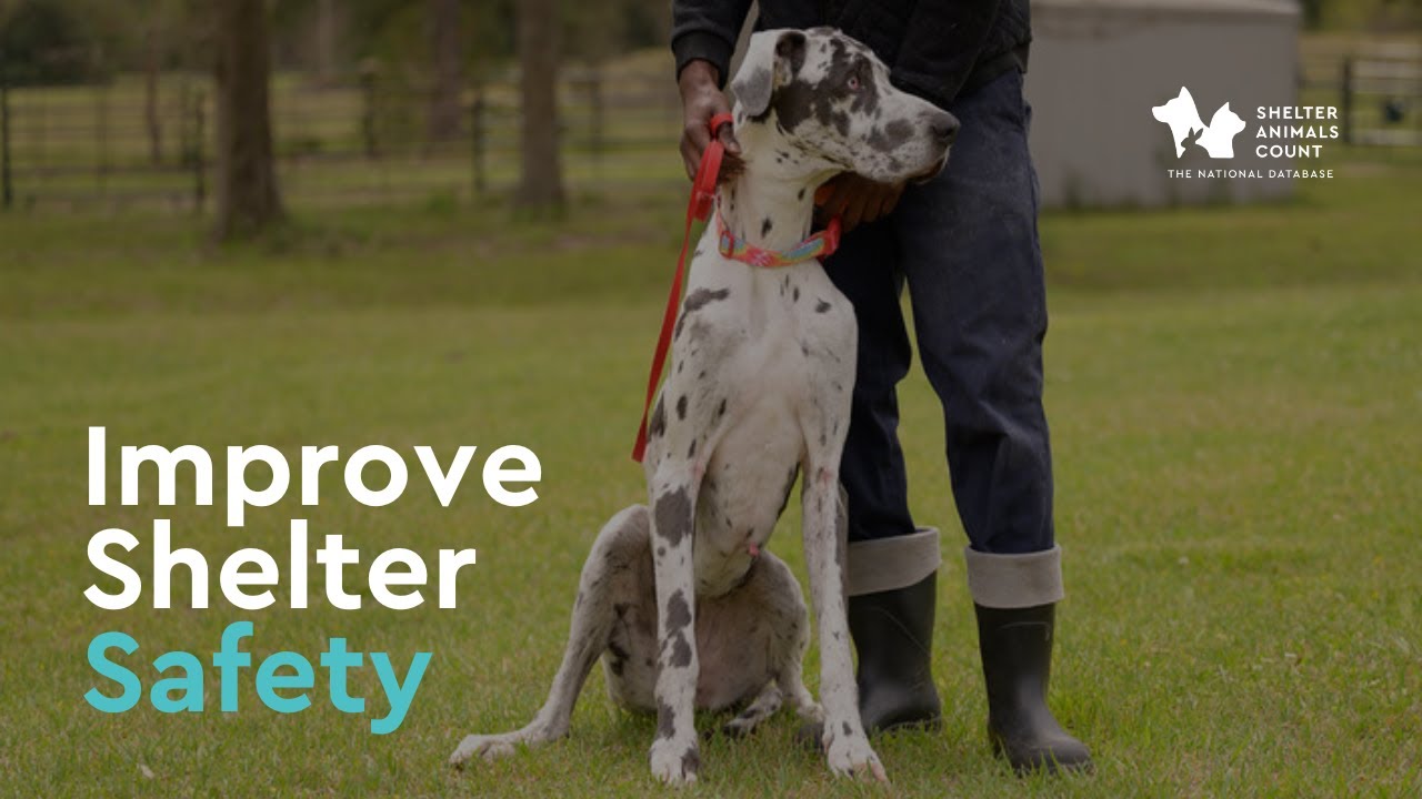 Improve Shelter Safety Through Better Dog Management | Dogs & Data July Webinar Recap | SAC