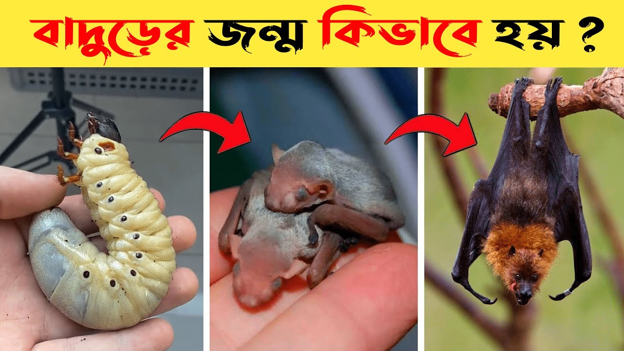 Watch how a bat is born! Bat Life Cycle || Bat Life Cycle Video | Life Cycle Of Bat In Bangla