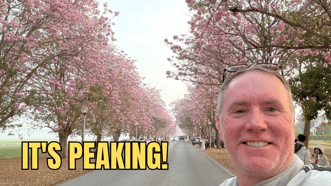 ONLY 2 WEEKS! Thailand’s Pink Sakura Tunnel is Blooming 🌸 (Kasetsart 2026)