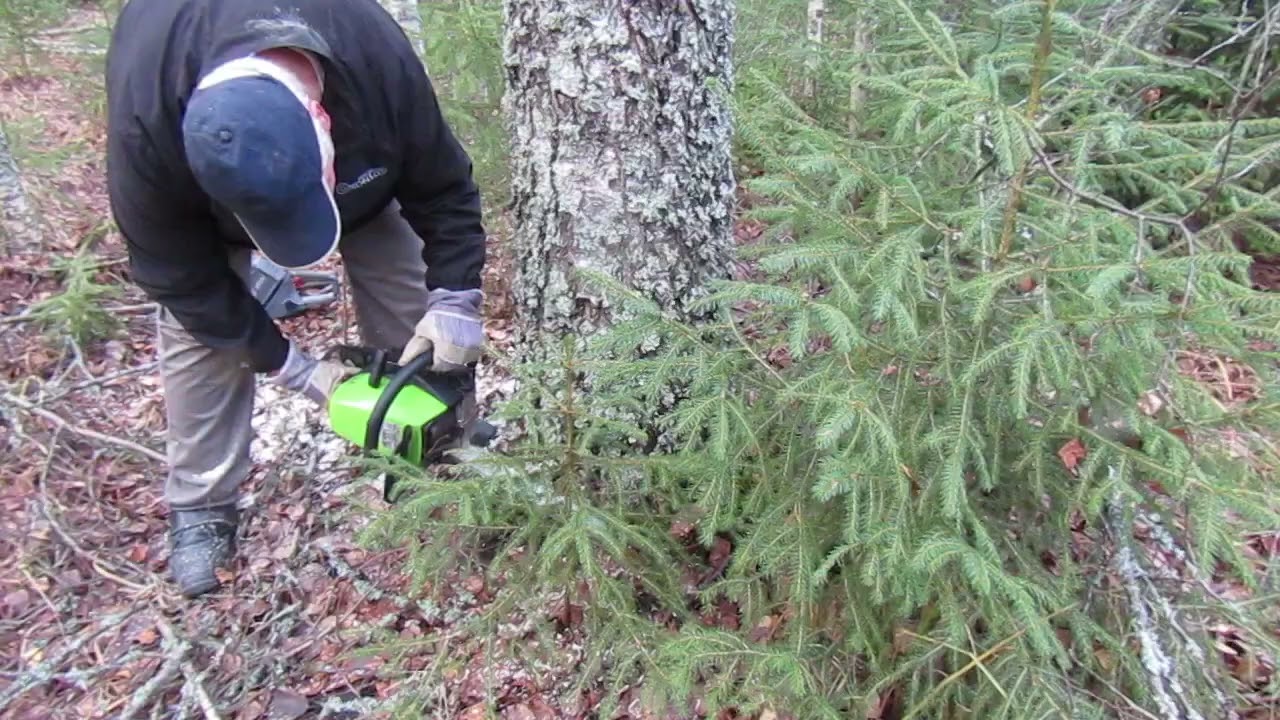 moottorisaha vs koivu p&auml;&auml;ttyy konkeloon !