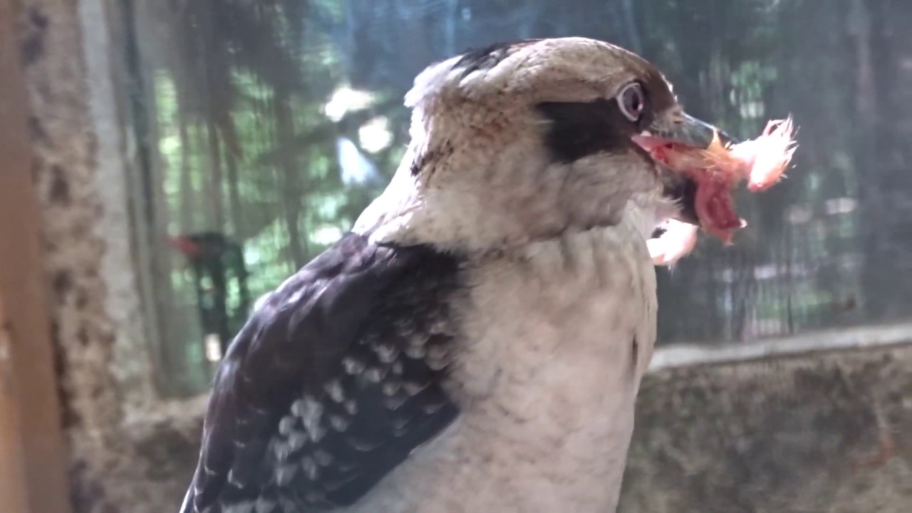 Le Kookaburra,  oiseau mythique dans la culture Aborigène   Zoo d'Upie - Drôme France
