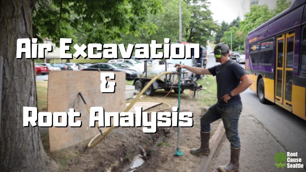 Air Excavation and Root Analysis using an AirKnife in Seattle, Washington for the City of Seattle
