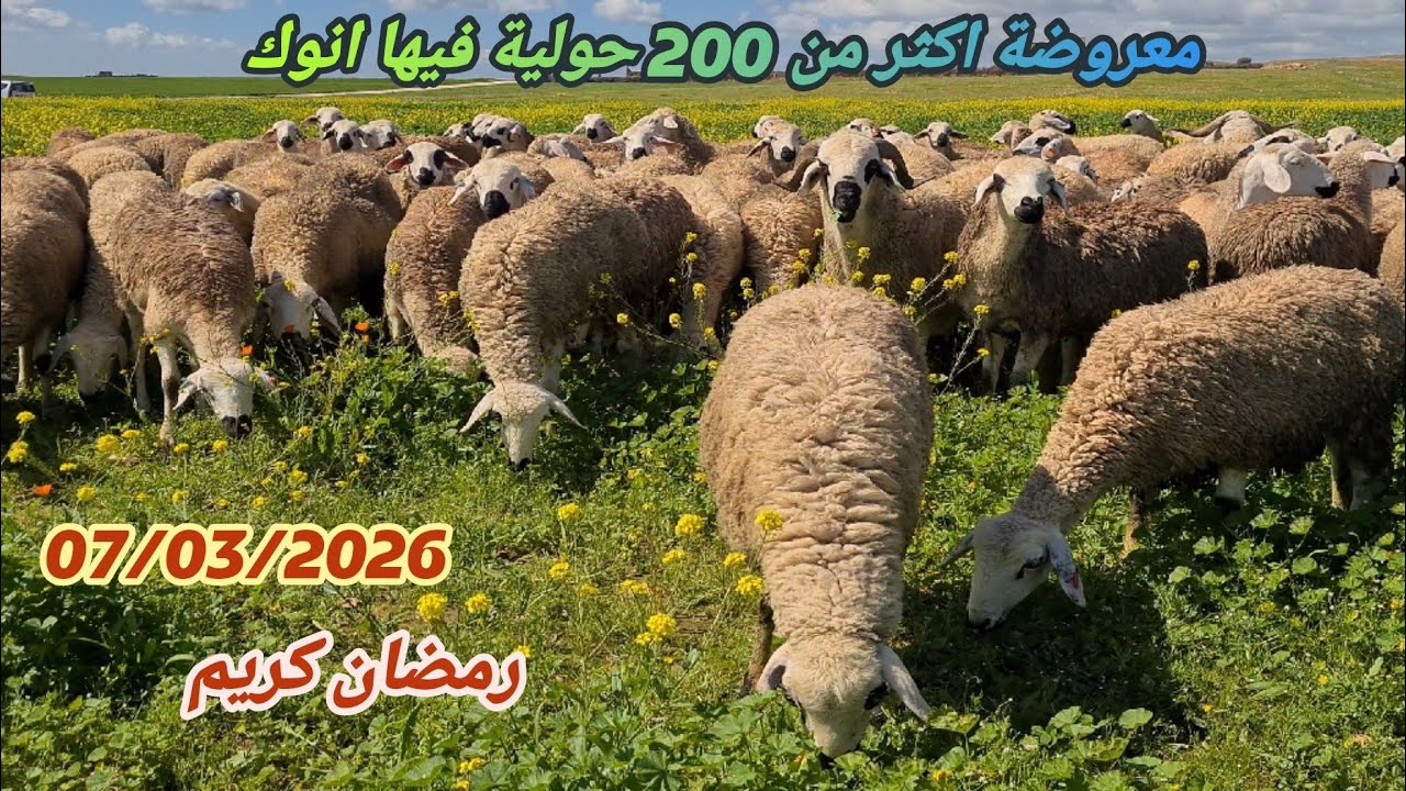 17 فرمضان من ضيعة الاخ عبد الرحيم حيبار البروج كينة اكثر 200 حولية فيها ديال انوك 🎥 07/03/26
