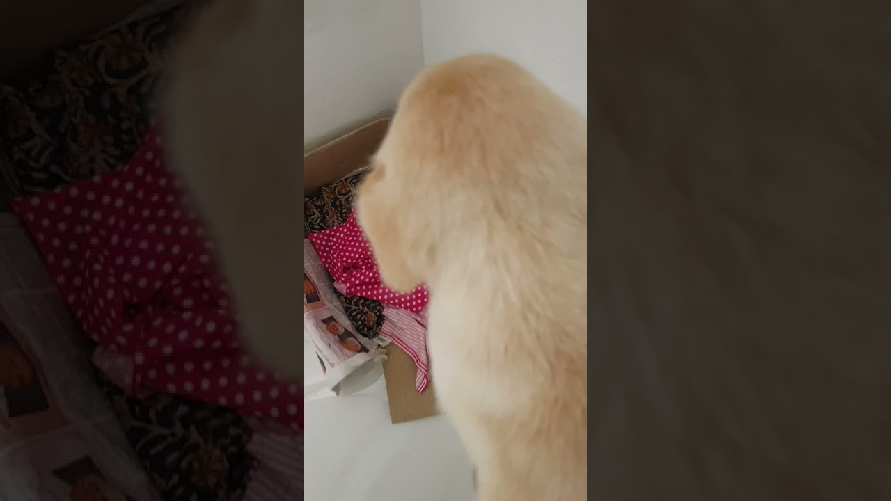 how to sleep labrador puppy | simple tricks