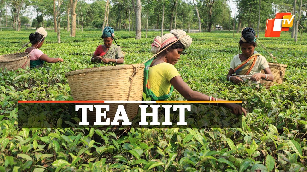 Why Assam Tea Production Is Falling | OTV News