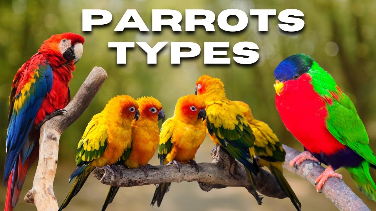 𝗔𝗹𝗹 𝗦𝗽𝗲𝗰𝗶𝗲𝘀 𝗢𝗳 𝗣𝗮𝗿𝗿𝗼𝘁𝘀 | 𝗣𝗮𝗿𝗿𝗼𝘁𝘀 𝗧𝘆𝗽𝗲𝘀 | birds #birds #parrot
