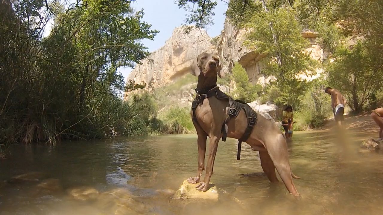 Weimaraner Gopro River