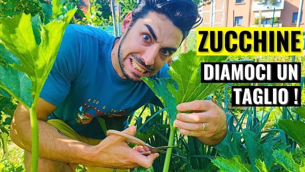ZUCCHINE: come effettuare la POTATURA nel modo CORRETTO!