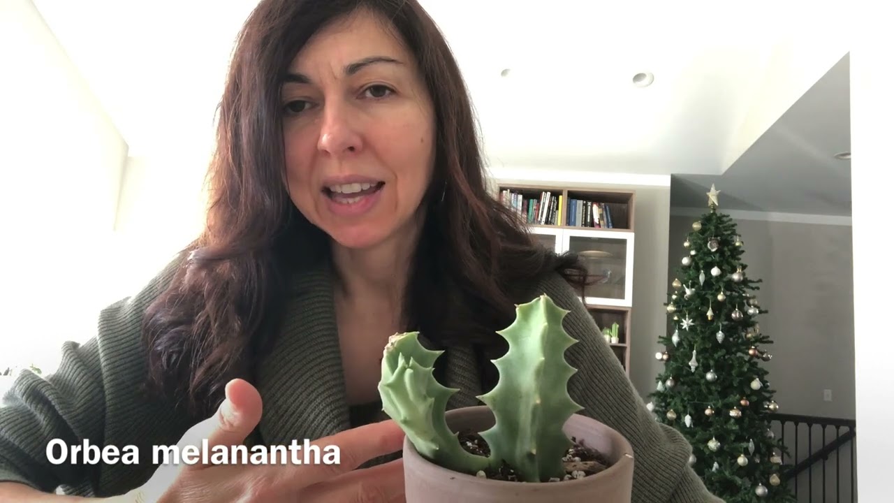 Stapelia and Huernia Care Tips and My Collection