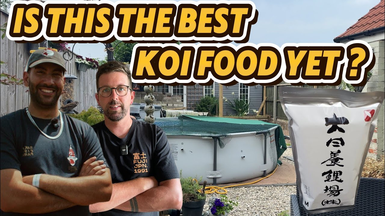 Is This the Best New Koi Food on the Market? We Asked Amir from Koi Water Barn! #koi #fish #koipond