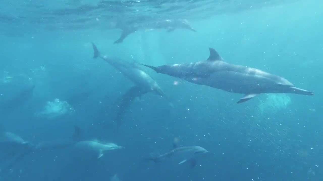 Dolphins at Play 